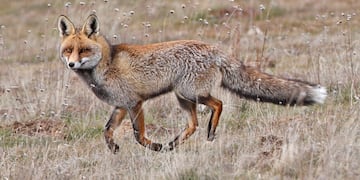 Tincho y Delia, una pareja de zorros que se hicieron famosos en Salta. (Imagen ilustrativa)