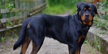 Cuatro casos de personas atacadas por perros en Córdoba.