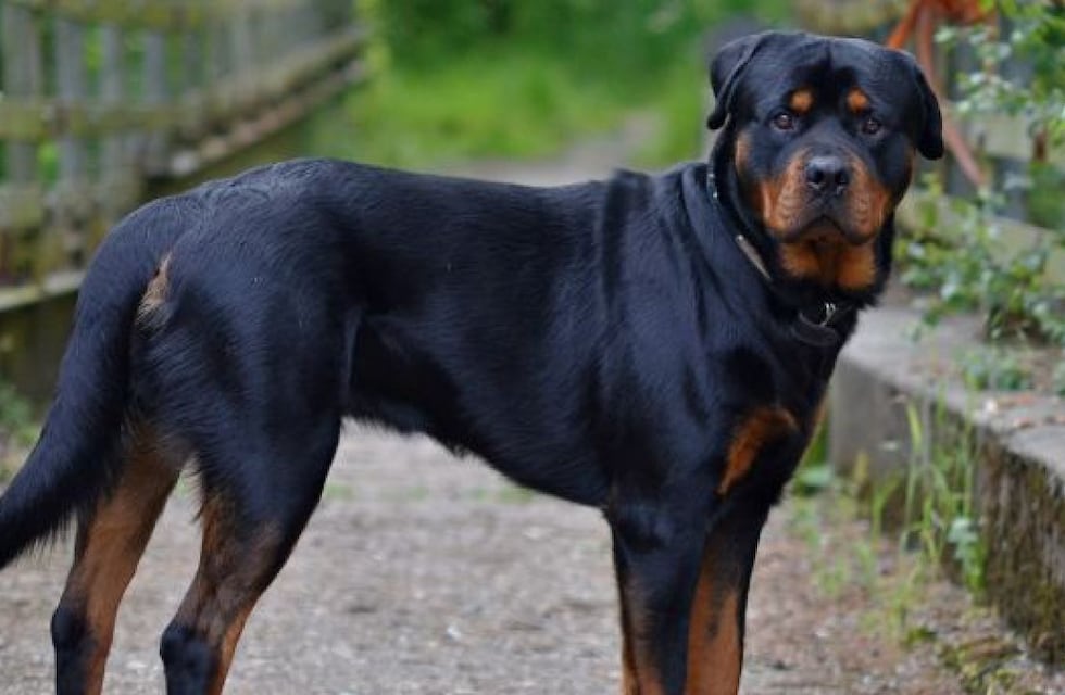 Preocupación: en una semana, 4 personas fueron atacadas por perros en Córdoba