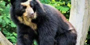 El ucumar fue visto en tres oportunidades por un salteño.