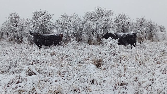 Ayer el Sur de San Luis bajo nieve.