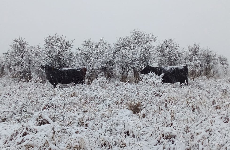 Clima en San Luis: varias localidades amanecieron con temperaturas bajo cero