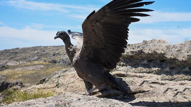 Un cóndor fue rescatado en Santa Cruz.