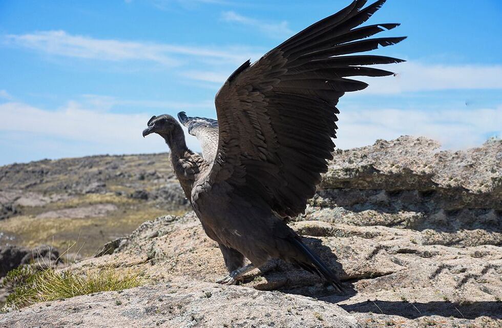 Una mujer salvó a un cóndor andino herido en Santa Cruz y el video impactó en las redes