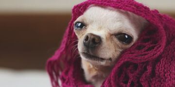 Cómo evitar que tu perro pase frío.