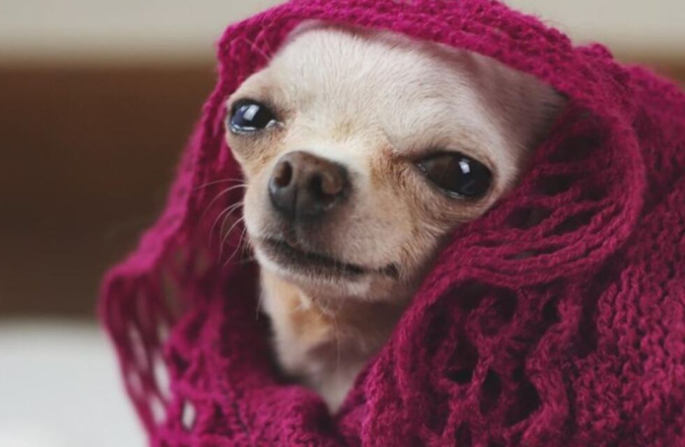 ¿Sabías que el frío puede ser peligroso para tu perro?: 3 consejos para protegerlo