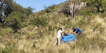 Funcionarios de Medio Ambiente procede a la liberación de uno de los zorros en la reserva Mogote Bayo en la Villa de Merlo. Gentileza El Diario