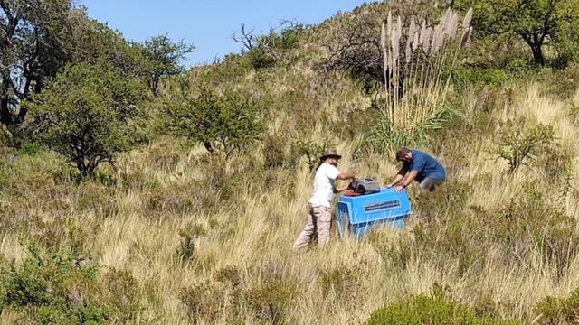 Funcionarios de Medio Ambiente procede a la liberación de uno de los zorros en la reserva Mogote Bayo en la Villa de Merlo. Gentileza El Diario