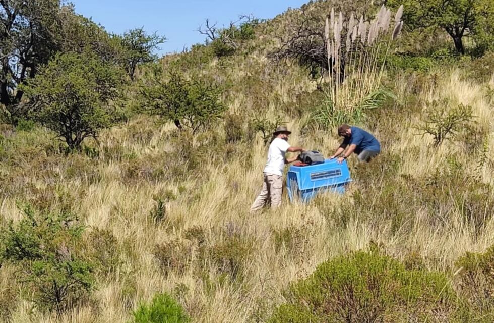 Liberaron aves y zorros recuperados en la reserva Mogote Bayo de Merlo