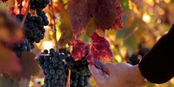 Encuentro Regional de Enoturismo “Plan Argentina Tierra de Vinos” en Colón ER