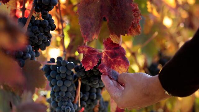 Encuentro Regional de Enoturismo “Plan Argentina Tierra de Vinos” en Colón ER