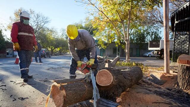 La Municipalidad ya inició el operativo de poda invernal del arbolado público. Las cuadrillas están trabajando Coronel Díaz a Zanjón de los Ciruelos y de San Martín a Olascoaga.