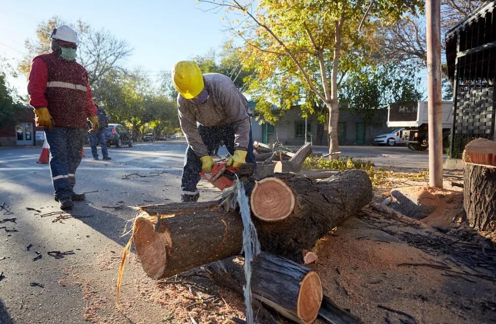 Las Heras inició el operativo de poda invernal del arbolado público