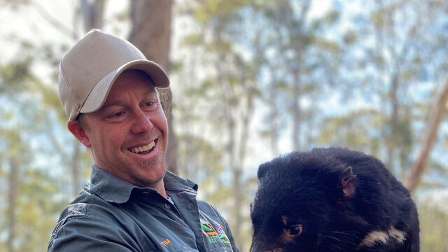 Demonio de Tasmania exterminan pingüinos en una isla