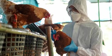 Detectaron el primer caso de gripe aviar en San Luis: cómo prevenirla.