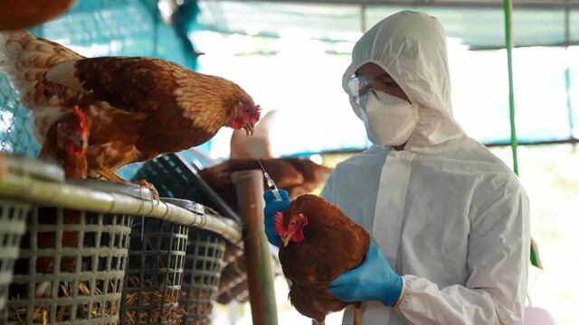 Preocupa el aumento de casos de gripe aviar en nuestro país. Foto: Los Andes.