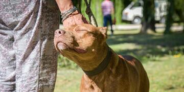 Desde la próxima semana, las unidades permanecerán en Parque Palermo, Delegación Sierra de los Padres y Gloria de la Peregrina.