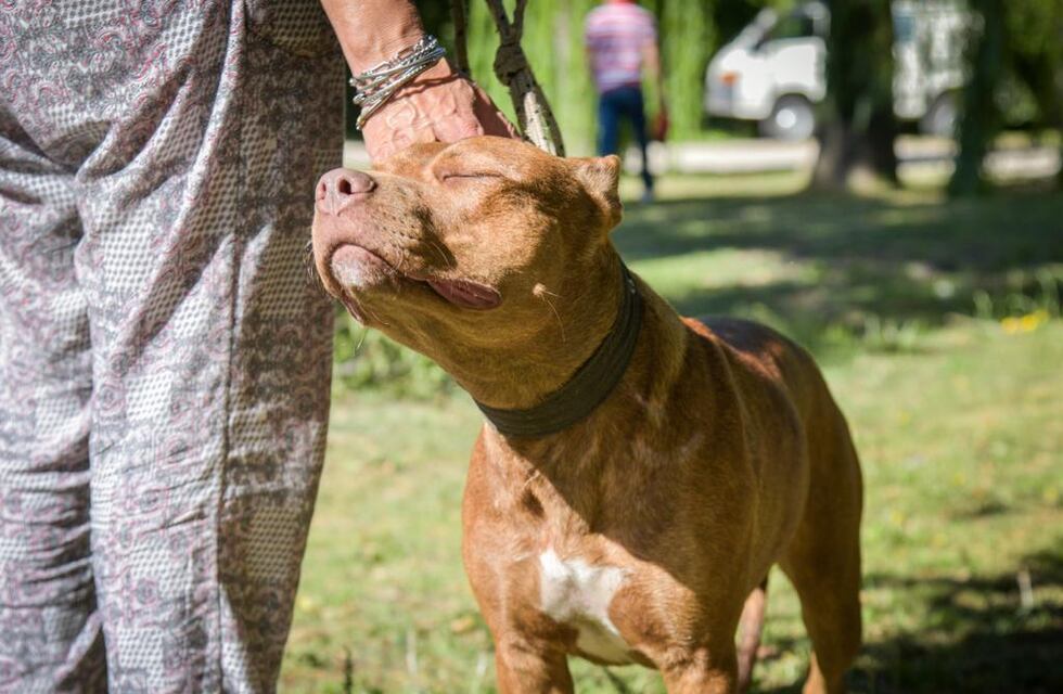 Nuevas ubicaciones de los quirófanos móviles para animales