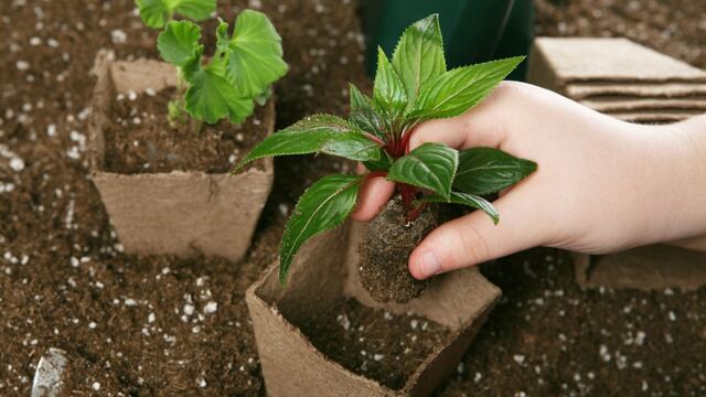 Empleo Verde: brindan un curso de jardinería inicial
