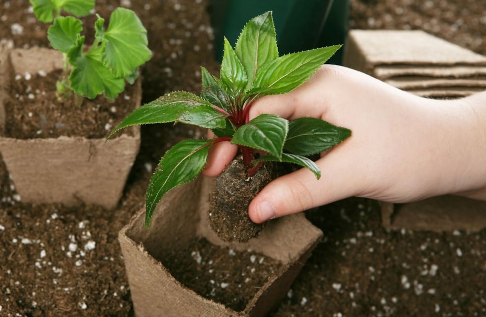 Empleo Verde: brindan un curso de jardinería inicial