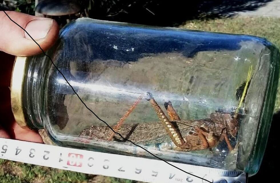 Avistan tucuras gigantes en el sur de Córdoba