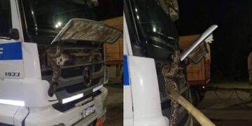 Una serpiente se metió en la parte delantera de un camión