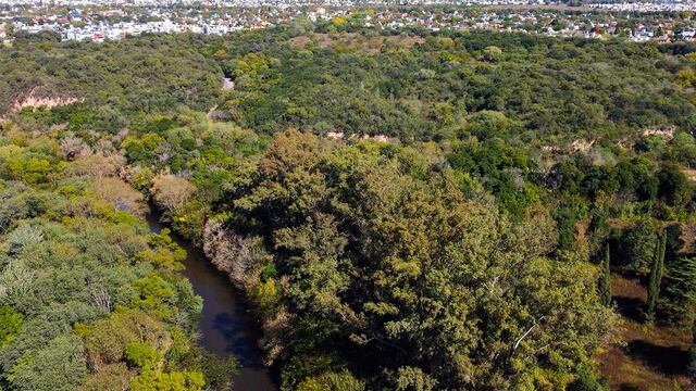 La Reserva Natural Urbana San Martín, el bosque en medio de la ciudad de Córdoba. (Foto: Municipalidad de Córdoba)