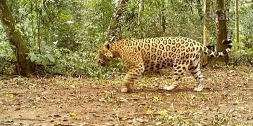 Filman al yaguareté "Chake" patrullando por su territorio en el Parque Nacional Iguazú.