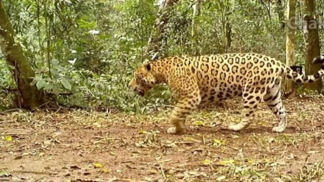Filman al yaguareté "Chake" patrullando por su territorio en el Parque Nacional Iguazú.