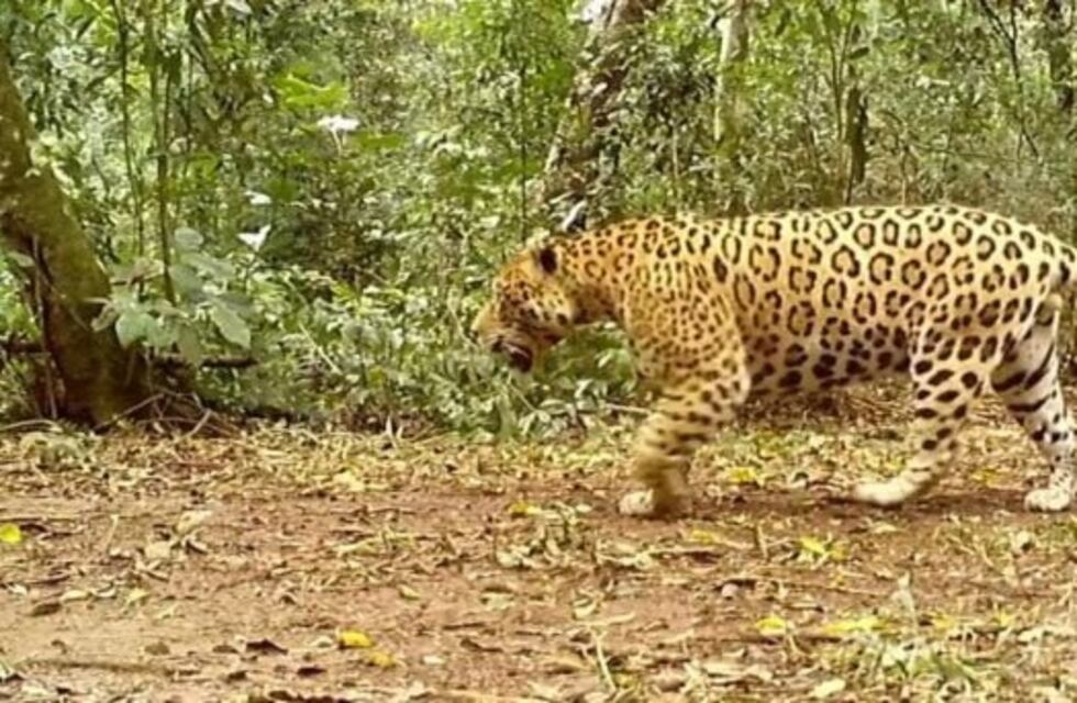 Filman al yaguareté “Chake” patrullando por su territorio en el Parque Nacional Iguazú