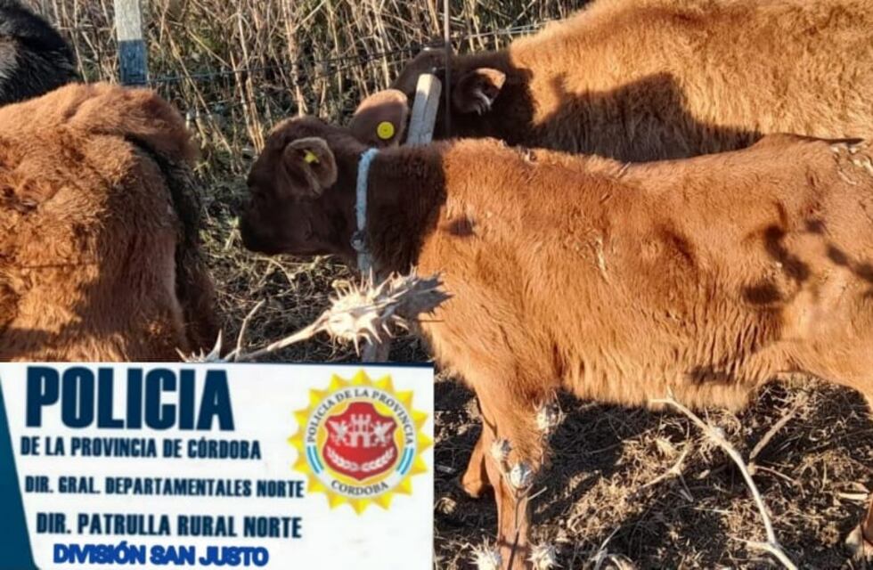 Efectivos de la Patrulla Rural recuperaron animales bovinos robados