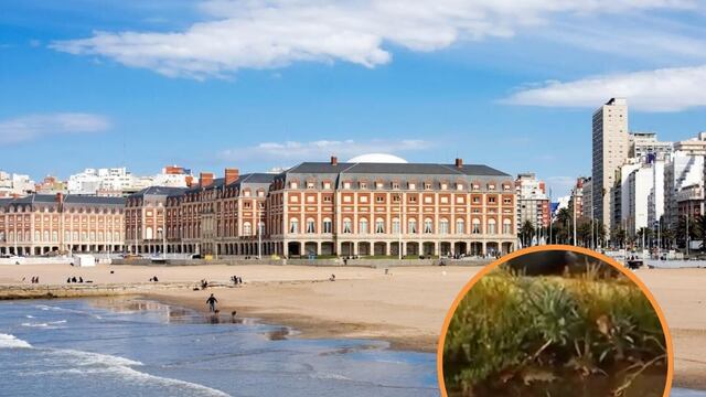 Invasión de ratas en Mar del Plata