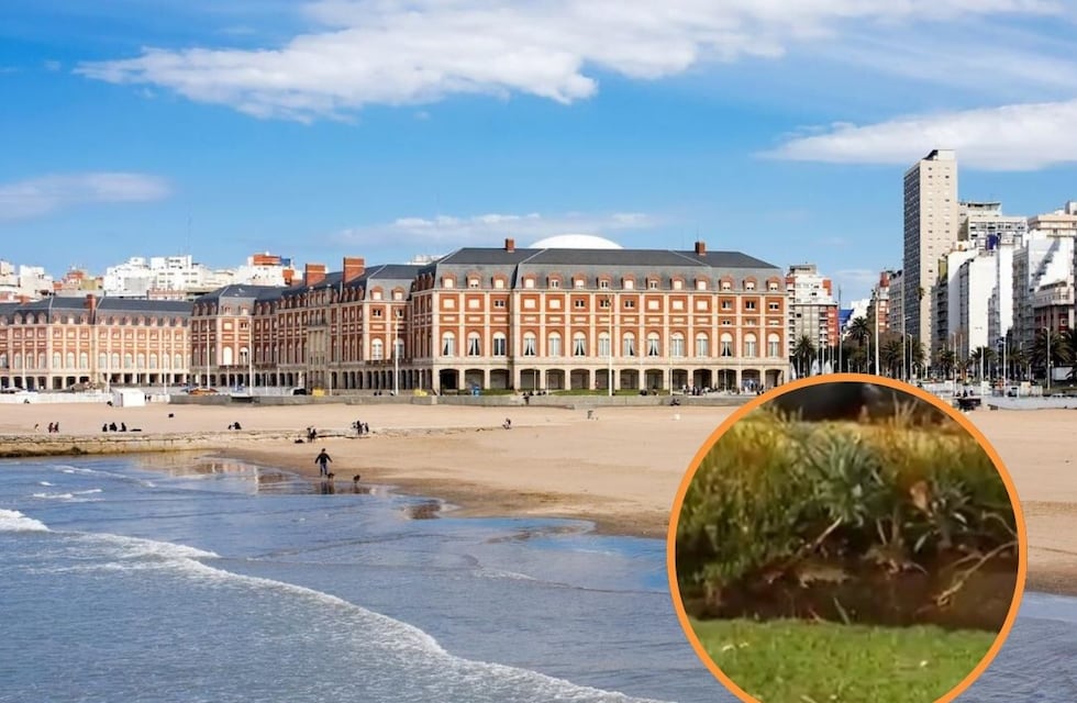 Qué lindo es estar en Mar del Plata... llena de ratas: la preocupante invasión de roedores en La Feliz