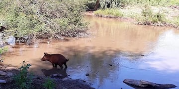 Denuncian que murió una nena wichi en Chaco por consumir agua contaminada.