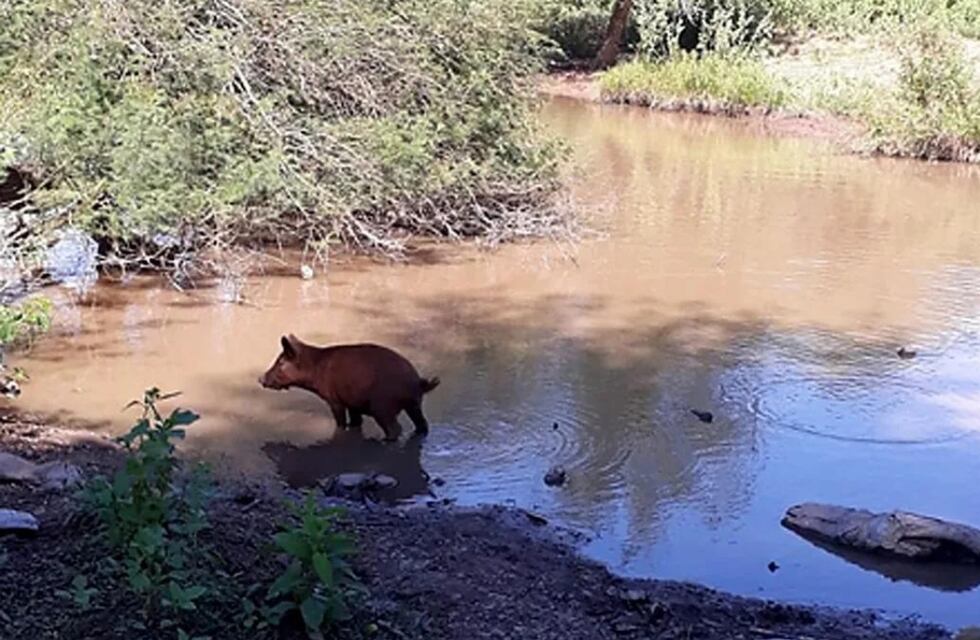 Murió una nena wichi de 2 años en Chaco y creen que fue por consumir agua contaminada