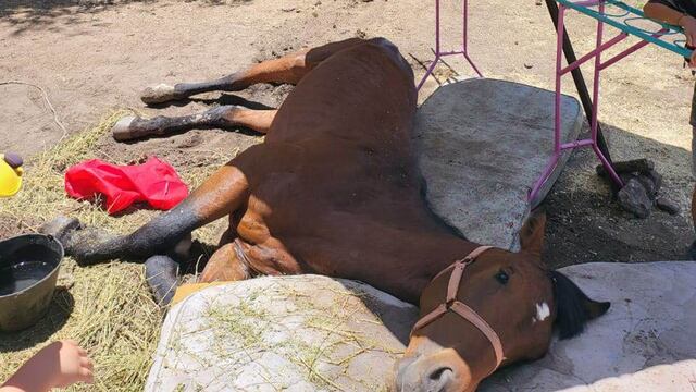 La Fundación Sin Estribos pide una colaboración económica para poder costear la recuperación del caballo rescatado.