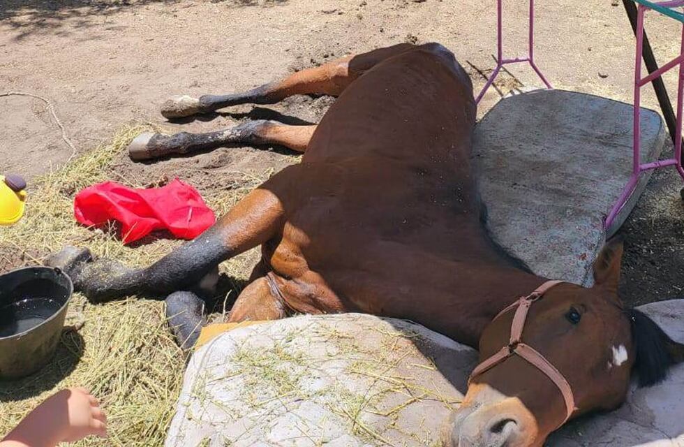 El caballo que cayó a una cañada en Córdoba fue abandonado y una fundación pide ayuda para su recuperación