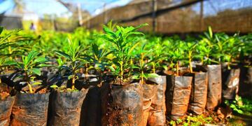 Eldorado: un productor sufrió un atentado en su vivero.