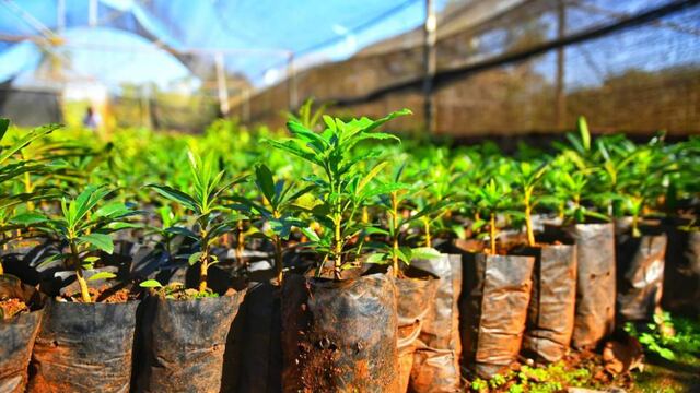 Eldorado: un productor sufrió un atentado en su vivero.