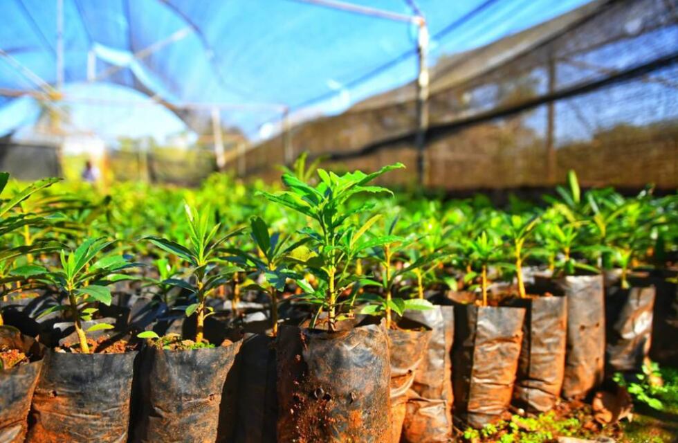 Eldorado: un productor sufrió un atentado en su vivero