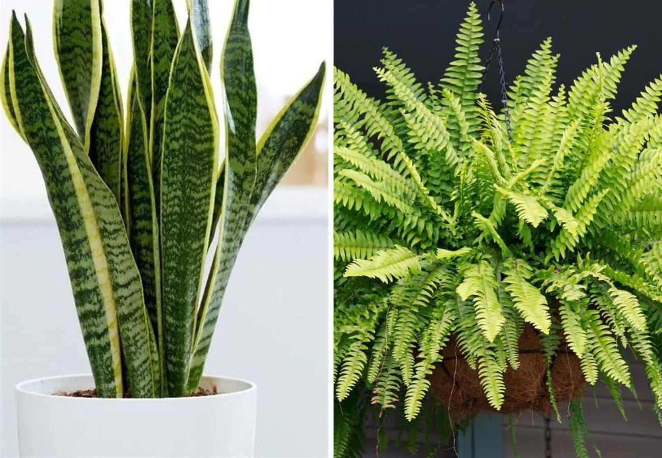 Las plantas que no deben estar todo el día en el sol