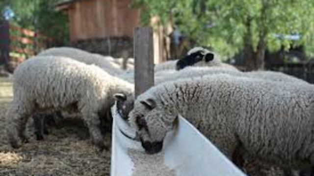 El 12 de febrero se realizará al primer remate de animales menores de Misiones