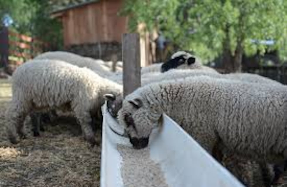 El 12 de febrero se realizará al primer remate de animales menores de Misiones