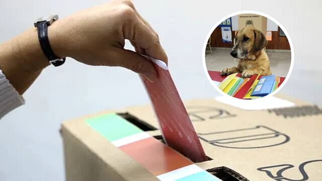 Las mascotas se volvieron virales en las elecciones de Santa Fe.