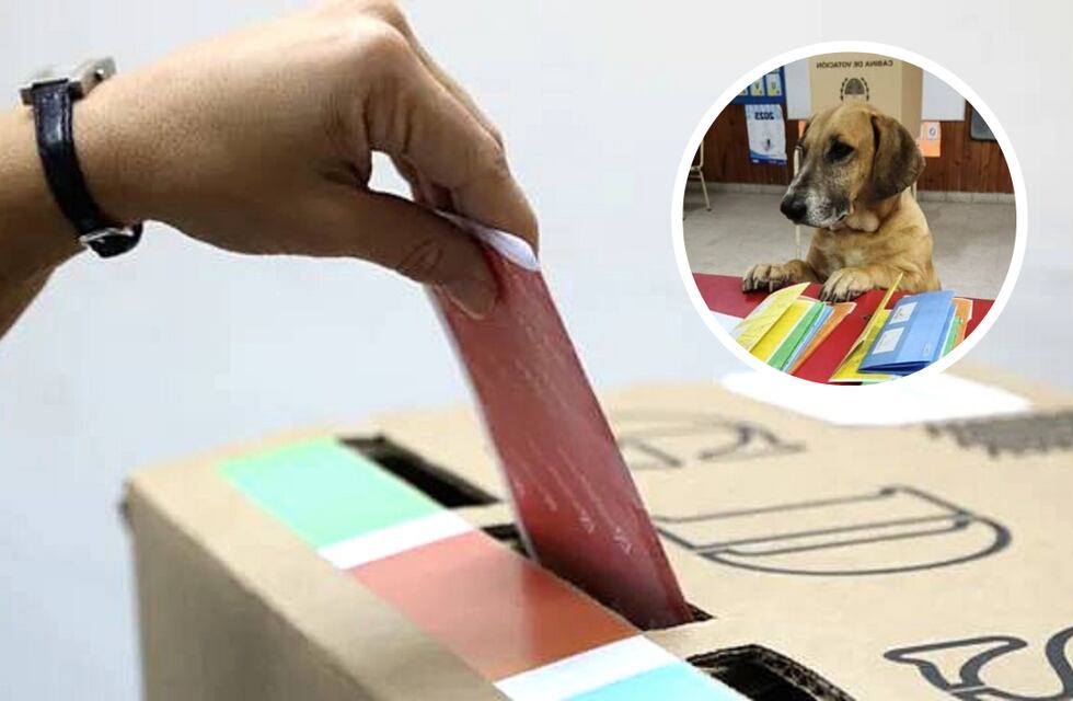 Las mascotas también dijeron presente en las elecciones PASO de Santa Fe y se volveron virales