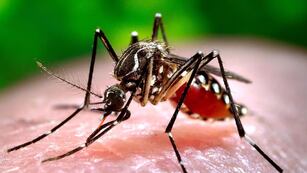 La enfermedad generada por el mosquito Aedes aegypti se convirtió en una gran preocupación en la provincia de Santa Fe.