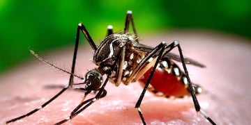 La enfermedad generada por el mosquito Aedes aegypti se convirtió en una gran preocupación en la provincia de Santa Fe.