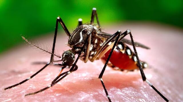 La enfermedad generada por el mosquito Aedes aegypti se convirtió en una gran preocupación en la provincia de Santa Fe.