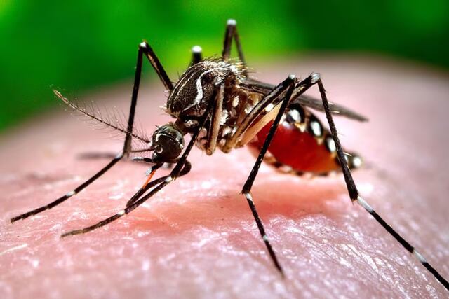 La enfermedad generada por el mosquito Aedes aegypti se convirtió en una gran preocupación en el país.