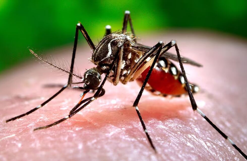 El Municipio refuerza las acciones para prevenir el dengue